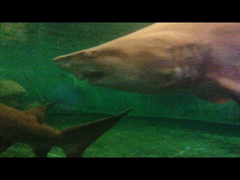 TheDailyWoo - 859 (11/7/14) Super Close to Sharks !