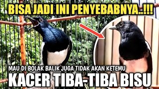 NEW..!!! KACER MACET BUNYI HILANG GACOR NYA ?? BISA JADI INI PENYEBABNYA