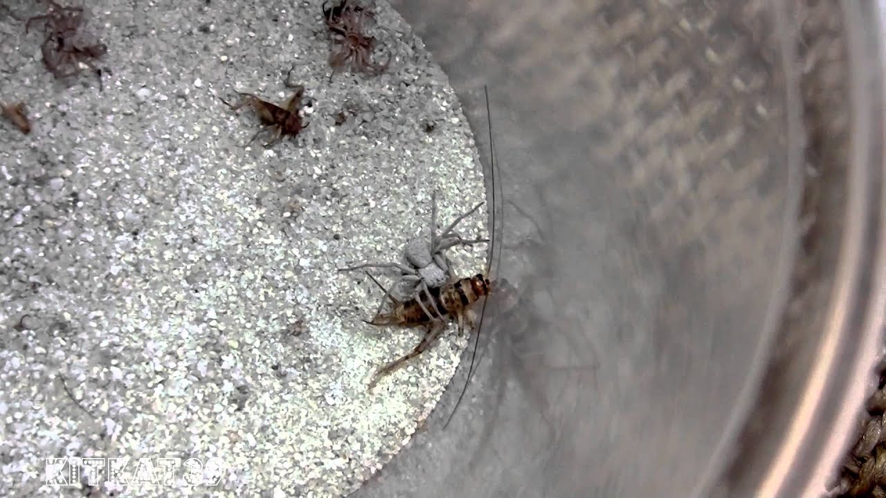 Sicarius spider ambushes a cricket NINJA STYLE