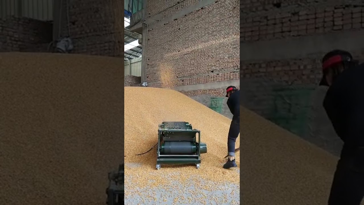 The grain throwing and stacking machine is suitable for corn, wheat and rice.