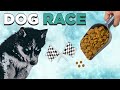 Husky Puppy Halo #9 - WORST Dog Food Race ever! (Husky vs. Amstaff) #Shorts