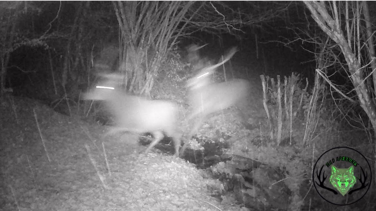 🐺Lupo rincorre i Cervi 🦌| Ripresa completa della predazione 