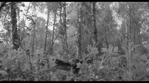 NightWish - Elan (Intro Short  Music)