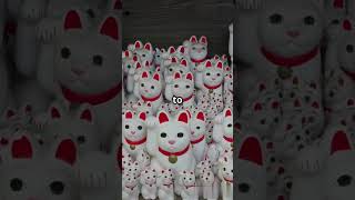 Japan's Cat Islands Where Felines Reign #catislandjapan #funnyjapan #catsoverlords #travelhumor