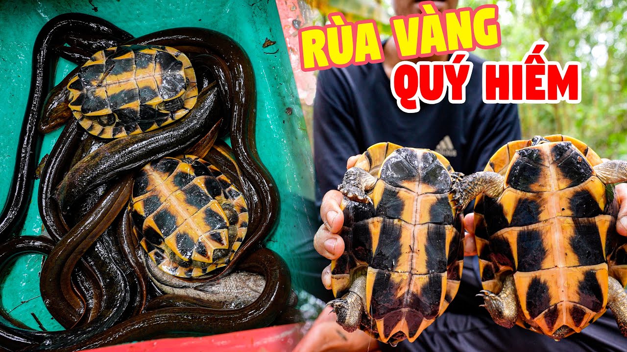 Thăm Dớn Ngày Bão Trong Rừng Già - Ký Sự Rừng U Minh - Tập 5