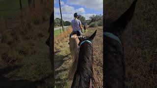 This year is a year of changes! #life #learning #advice #horse #changeyourmindsetchangeyourlife
