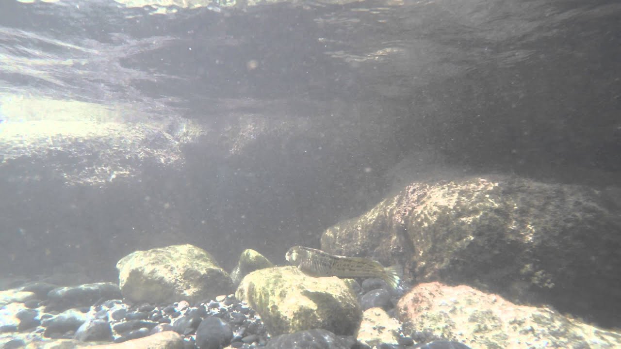 Porto Santo Free Snorkeling Tour - rock goby close to the rocks