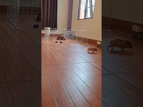 Run Cinno Run Cute Cuteanimals Animals Running Hedgehog Funny 