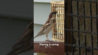 Birds Sharing the Suet