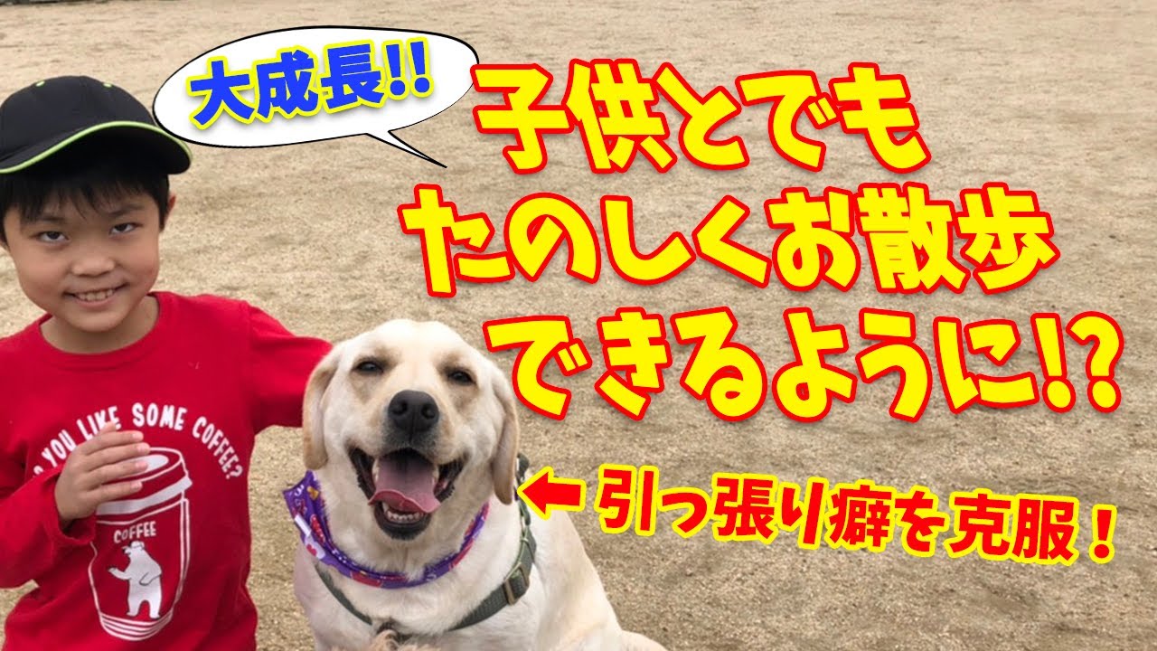 犬 子供 あの引っ張りが無くなった 子供でもお散歩出来るようになったよ ラブラドールレトリバー Youtube 犬 子供 あの引っ張りが無くなった 子供でもお散歩出来るようになったよ ラブラドールレトリバー Youtube