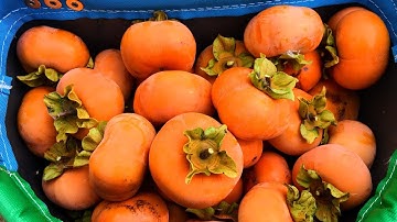 Harvesting Non Astringent (crunchy) Persimmons | Jiro & Fuyu