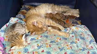 MAINE COON MELISSA BECAME A MOTHER FOR THE FIRST TIME