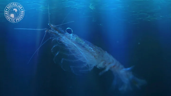 Life of Krill - DayDayNews