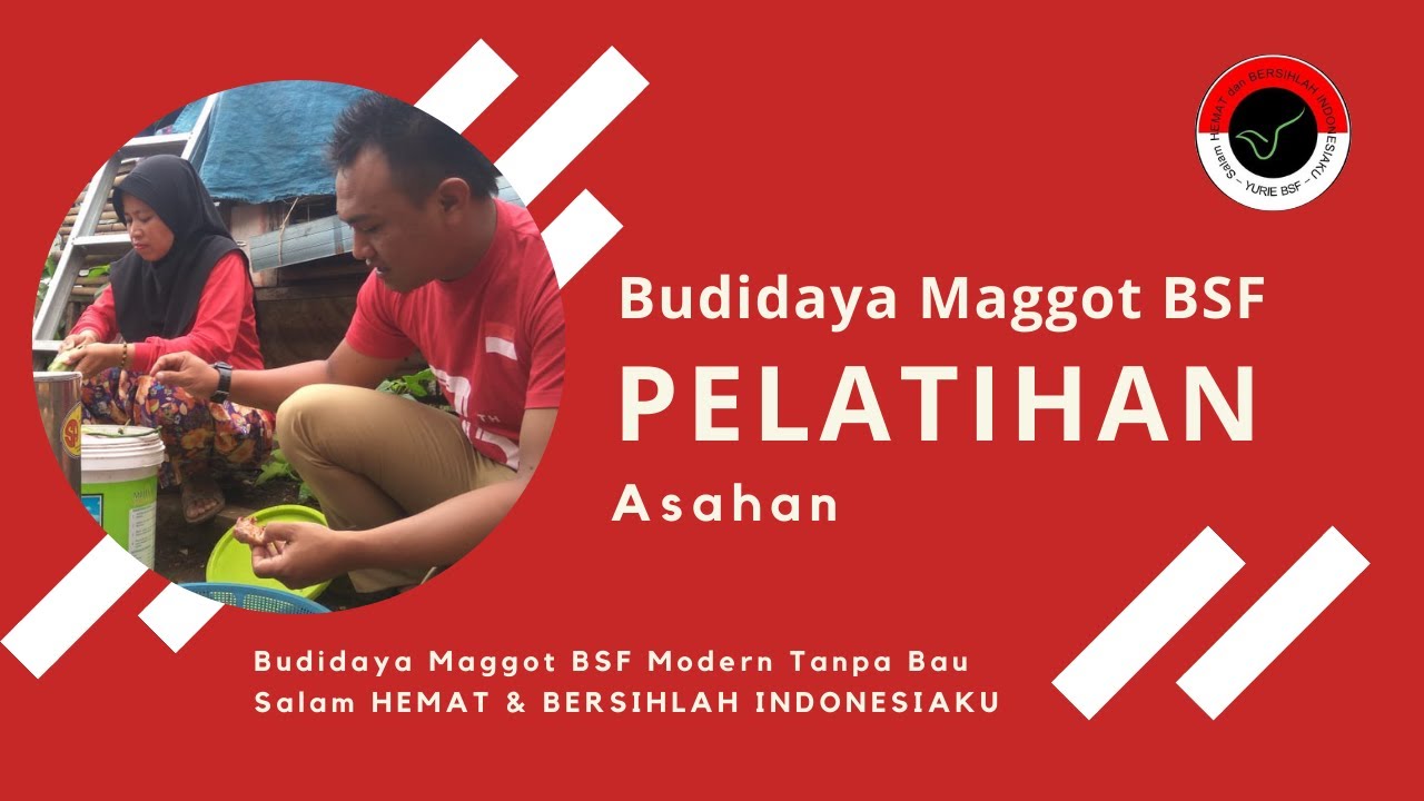 Budidaya Maggot BSF Asahan (Solusi Sampah Asahan) - YouTube