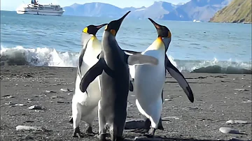 O que o pinguim-imperador se alimenta?