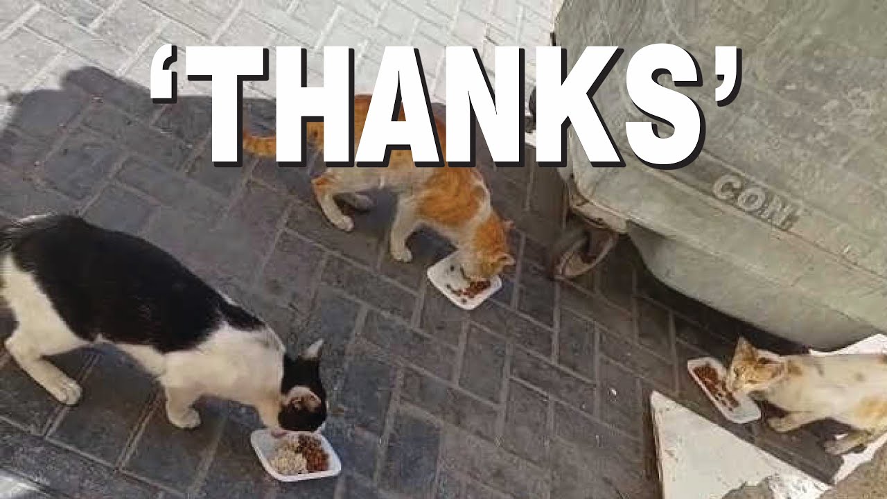 Hungry HOMELESS CATS In Public Park Eat Breakfast YouTube