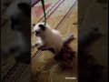 قطه فيروز الجديدة Fairouz Cat 