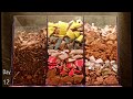 3-chamber Carbon-only WORM BIN 100-Day TIME-LAPSE - ALL FRAMES - vermicomposting