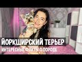 Йоркширский терьер | Все о породе | Интересные факты | Стоит ли покупать