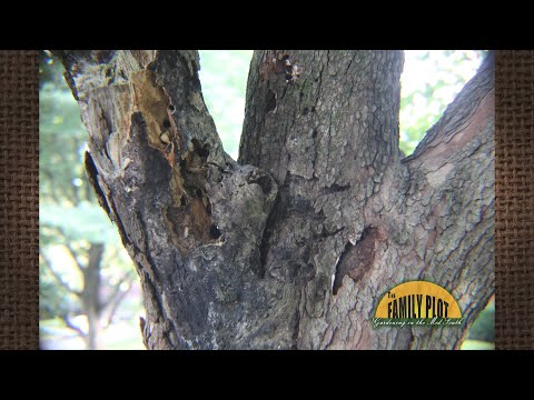 Videó: Információ a somfa fúró-szabályozásáról