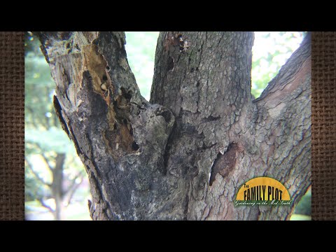 Video: Informazioni sul controllo di Dogwood Borer