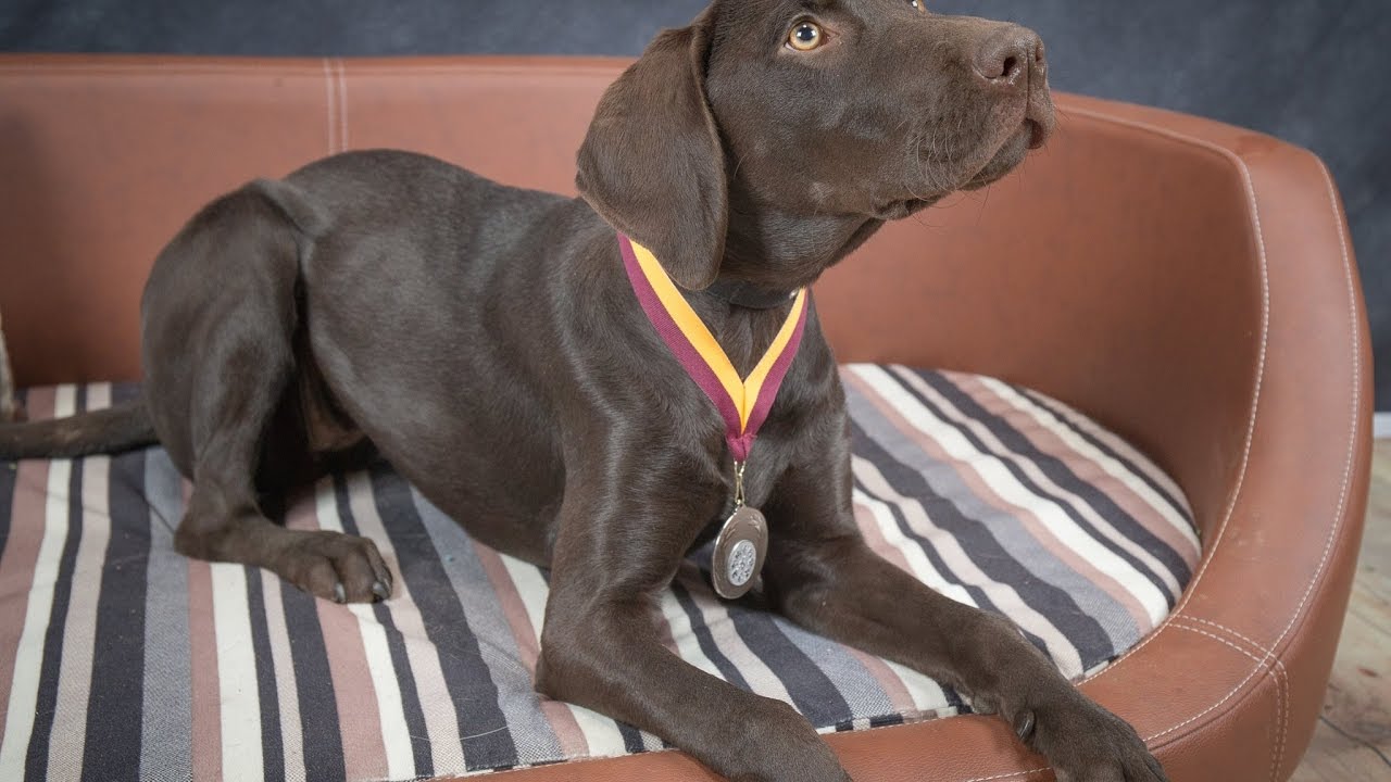 Kibo - Vizsla x Labrador Puppy - 3.5 Week Residential Dog ...