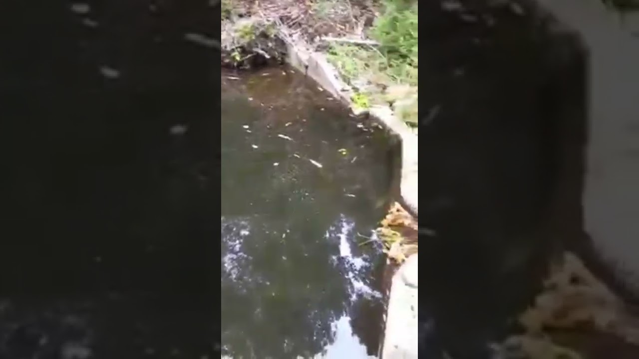 Füta Paliwe, ex fundo Punta Galera. Robo de agua por parte de supuesto ambientalistas millonarios.