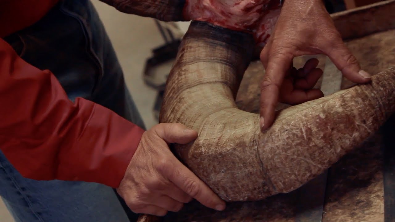 How to count Ram Growth or Annuli Rings - YouTube