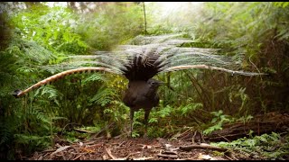 Lyrebird mimics crying baby and other sound
