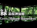 「緑」箱根神仙郷 Green | Hakone Shinsenkyo