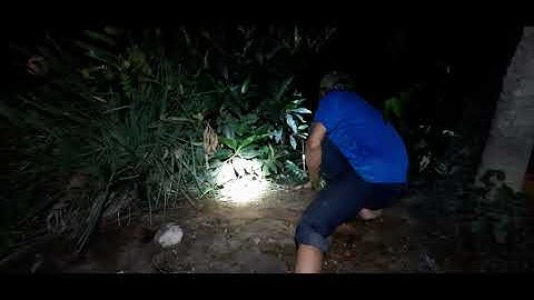 Cắm câu cá lóc cùng ba khờ miền tây gặp ngay bão cá dính liên cần quá đã // phần cuối