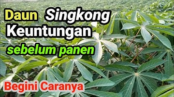 Pahami Cara mudah dan tehnik yang benar panen daun singkong