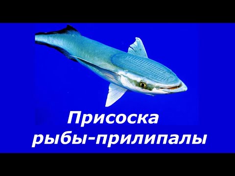 Присоска рыбы прилипалы