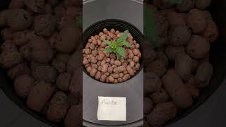 1st Grow DWC 3/18/23  Day 1 to Day 25