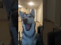 Husky says I love you