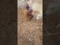 Jinaidu Na Sidi Mai Harakan Annabin Qasaita Jinaidu Na Sidi Mai Harakan Annabin Qasaita