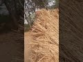 Garibaldi kyu h avi bhi rural jagah main🙃