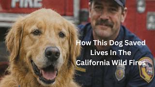 This Hero Dog Refused to Leave People Behind in the Wildfire