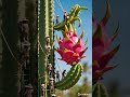 #asmr #viral #satisfying #shorts #dragon fruit