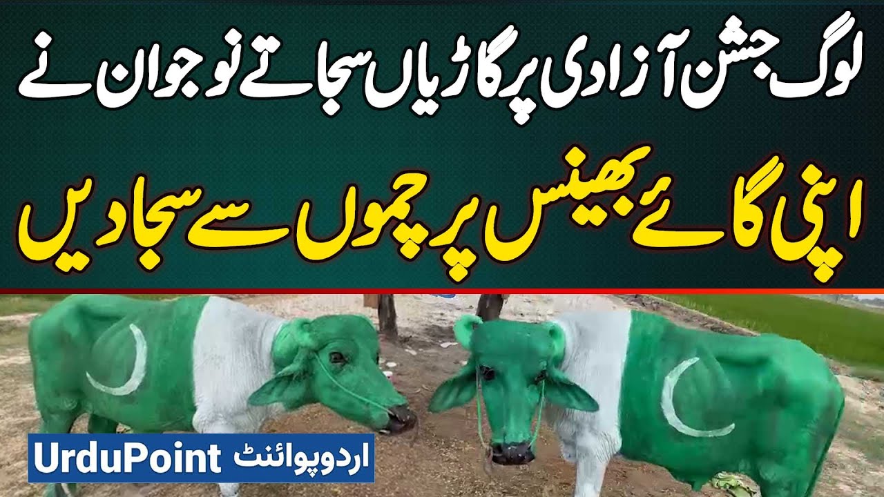 14 August Independence Day Par Haveli Lakha Me Naujawan Ne Apni Cow Ko Pakistani Flag Se Saja Diya