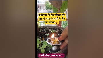 शनिवार के दिन पीपल की जड़ में लगाएं सरसों के तेल का दीपक - पंडित प्रदीप मिश्रा #shorts #trending