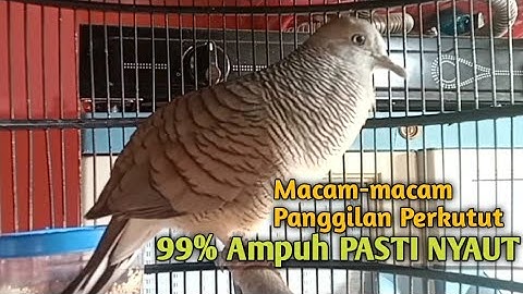 Perkutut Lokal GACOR suara Besar Ampuh memanggil Lawan EMOSI MANGGUNG PANCINGAN PERKUTUT LOKAL