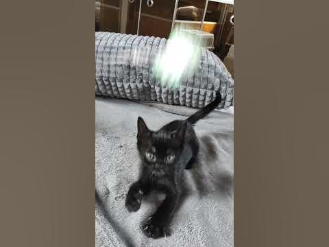 #БОММАФФИН / 1 / Бомбейский кот / Bombay - YouTube