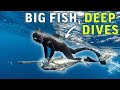 Spearfishing SHIPWRECK 180 feet deep 70 miles offshore (BIG FISH!!!)