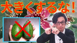 【農業】フェイジョアの果実を大きくするな！【feijoa】