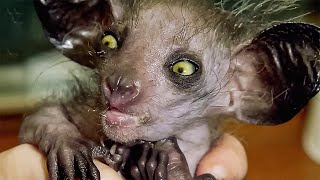 This Animal Will Give You Nightmares #2