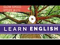 Deep English - Death of an Ancient Tree (slow speed)