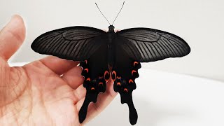 긴꼬리제비나비와 친구가 되는 과정 The Process Of Making Friends With a Giant Butterfly (Long-tail Swallowtail)