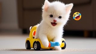 The Most Dramatic Dogs and cats are Waiting for You here!😜FUNNIEST Animal Videos 2024😿🐶 by AAZ Pets 529 views 1 month ago 31 minutes