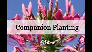 companion planting with usu extension